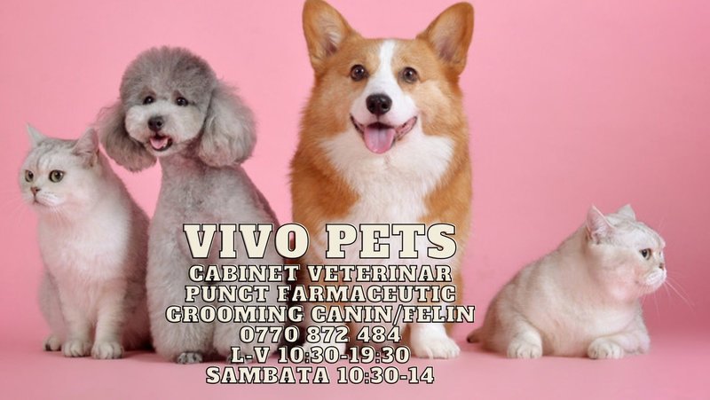 Vivo Pets - Cabinet Veterinar