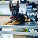 Vivo Pets - Cabinet Veterinar